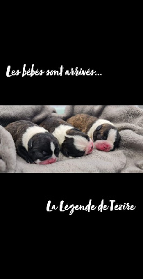 De La Légende De Tézire - Boston Terrier - Portée née le 20/10/2022