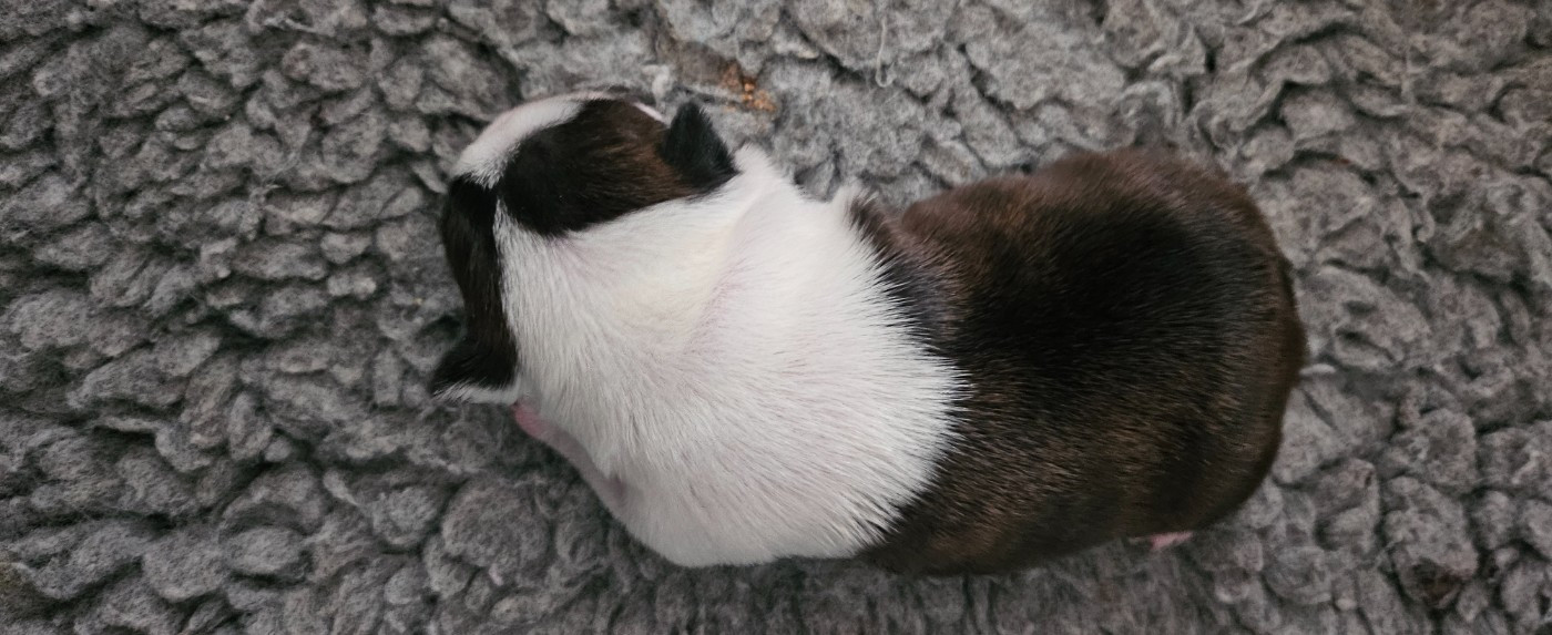 De La Légende De Tézire - Chiots disponibles - Boston Terrier