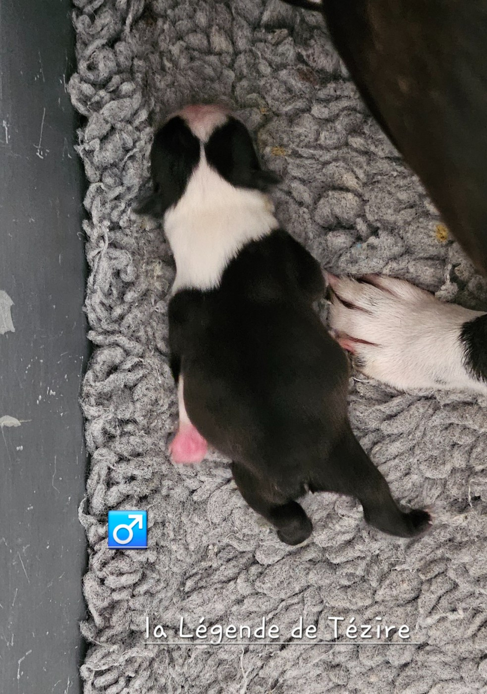 De La Légende De Tézire - Chiots disponibles - Boston Terrier