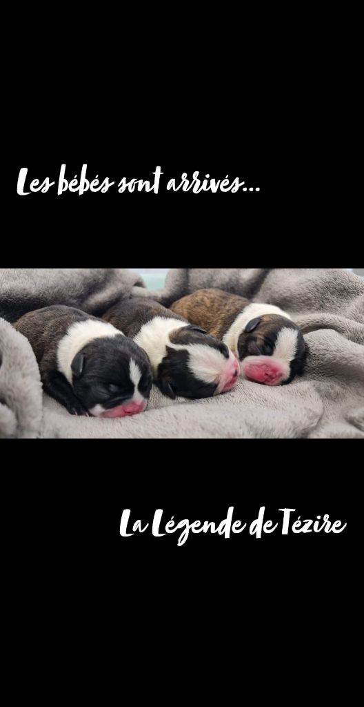 De La Légende De Tézire - Boston Terrier - Portée née le 20/10/2022