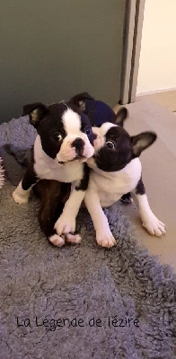 CHIOT