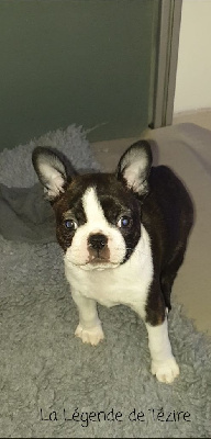 CHIOT